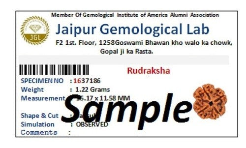 10 Mukhi Rudraksha Mala 108+1 Beads 