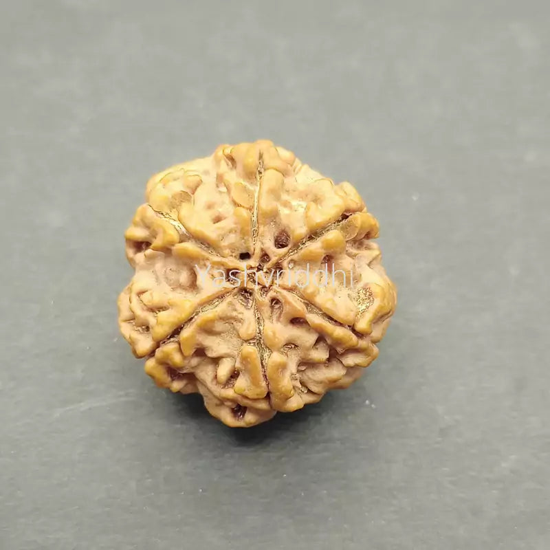 6 Mukhi Nepali Rudraksha Pendant 