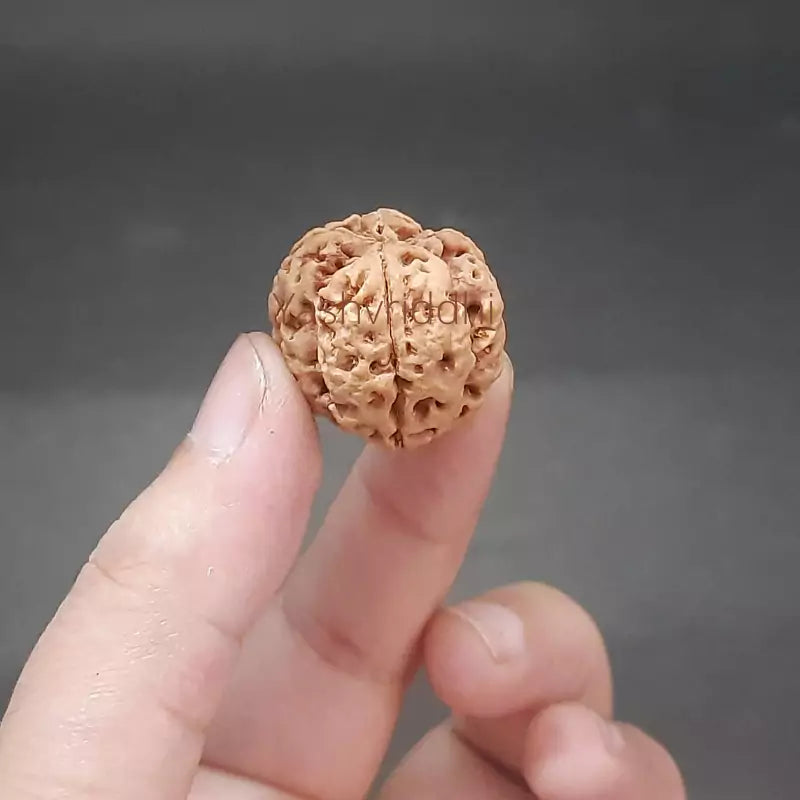 6 Mukhi Nepali Rudraksha Pendant 
