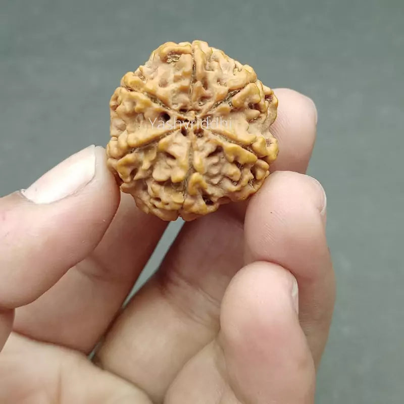 6 Mukhi Nepali Rudraksha Pendant 