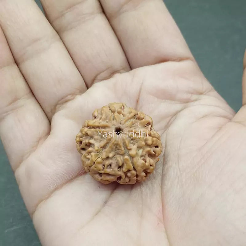 6 Mukhi Nepali Rudraksha Pendant 
