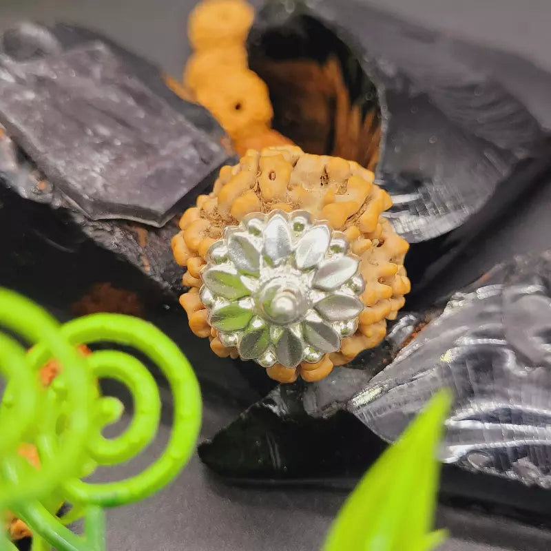 6 Mukhi Rudraksha Pendant 